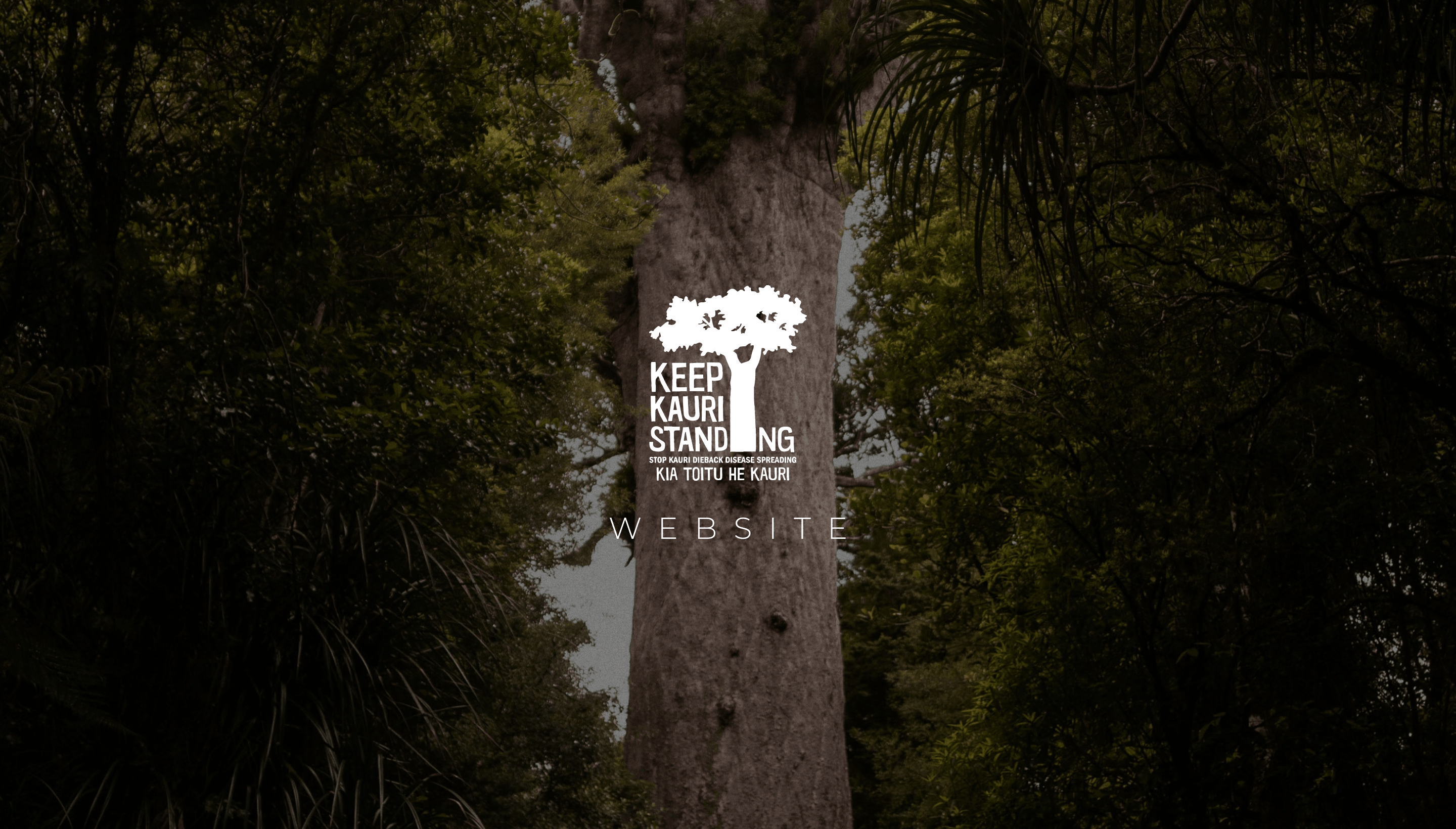 A Kauri Cries project visual 1