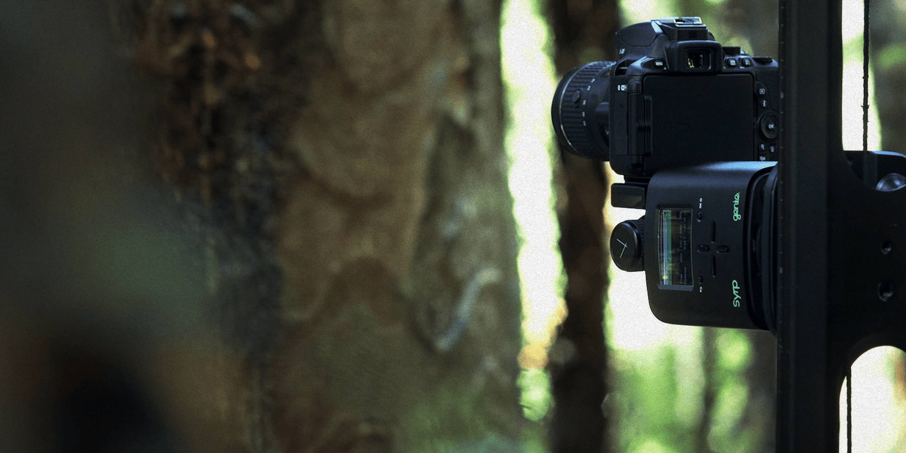 A Kauri Cries project visual 8