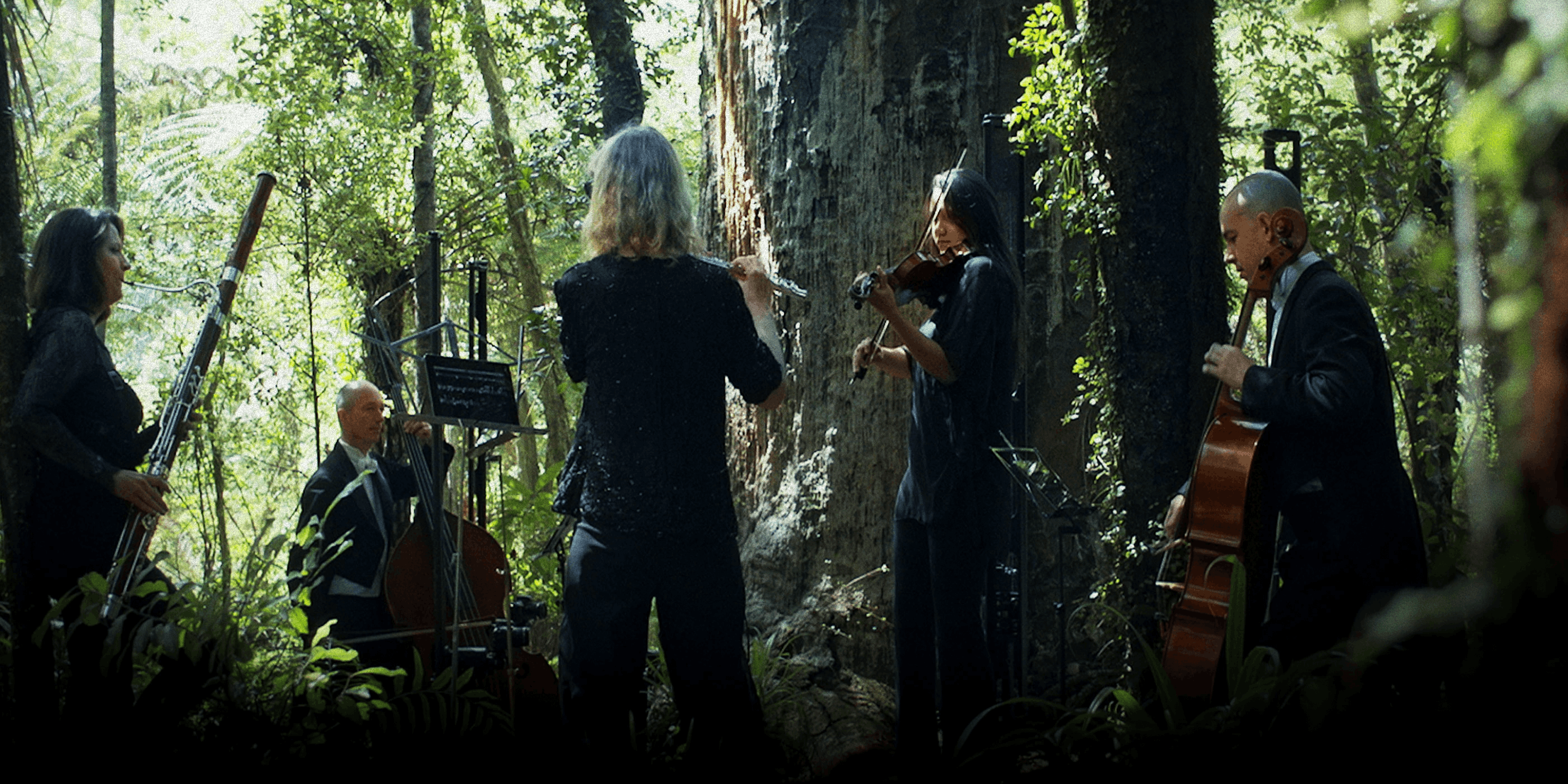 A Kauri Cries project visual 9